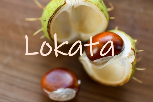 NA ŚRODKU BIAŁY NAPIS LOKATA W TLE DWA KASZTANY, JEDEN Z ZIELONĄ ŁUPINĄ